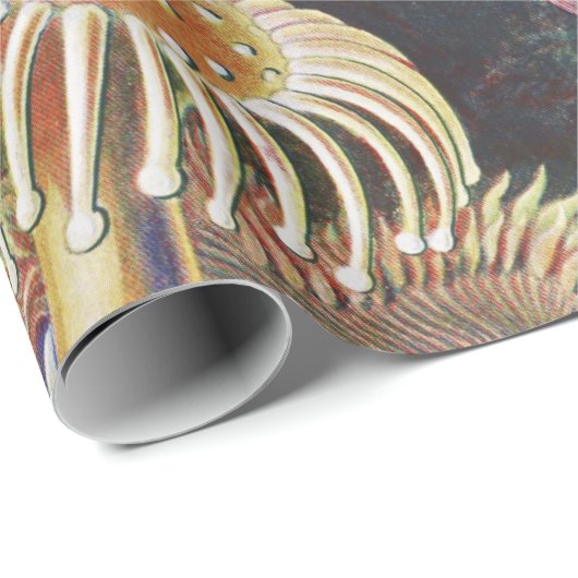 Zee Anemones, Actiniae Seeanemonen Ernst Haeckel Cadeaupapier (Rol Hoek)