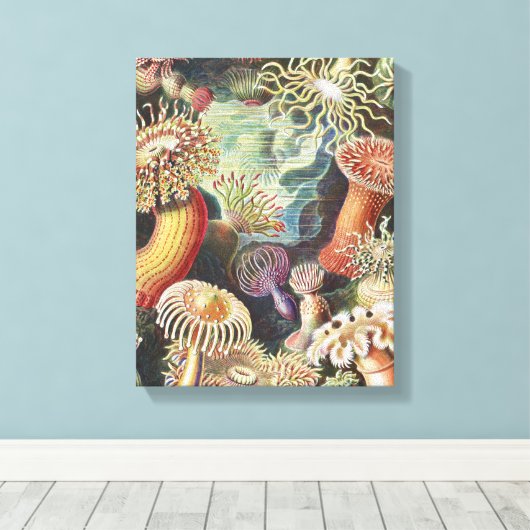 Zee Anemones, Actiniae Seeanemonen Ernst Haeckel Canvas Afdruk (Insitu (Houten vloer))