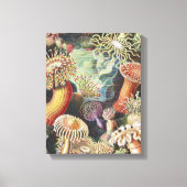 Zee Anemones, Actiniae Seeanemonen Ernst Haeckel Canvas Afdruk (Voorkant)
