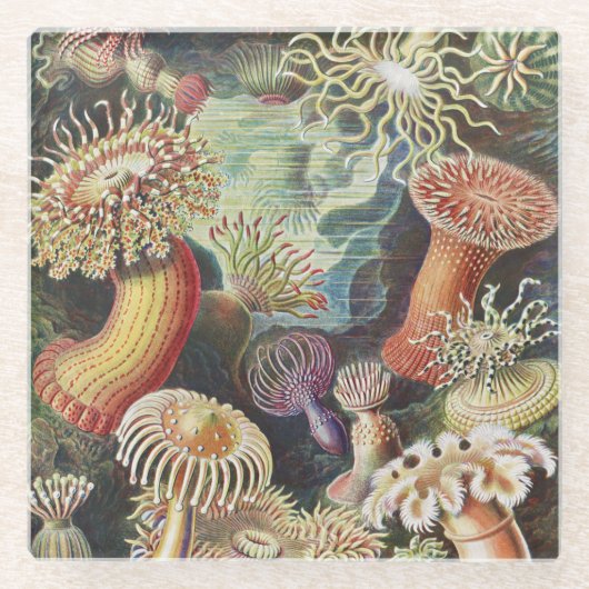 Zee Anemones, Actiniae Seeanemonen Ernst Haeckel Glazen Onderzetter (Voorkant)