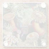 Zee Anemones, Actiniae Seeanemonen Ernst Haeckel Glazen Onderzetter (Achterkant)