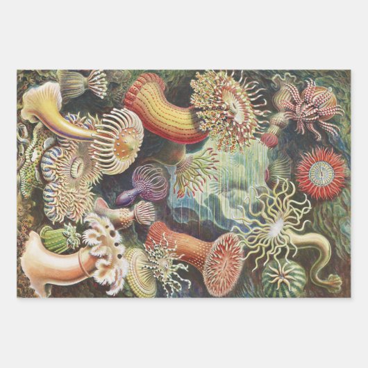Zee Anemones, Actiniae Seeanemonen Ernst Haeckel Inpakpapier Vel (Voorkant)