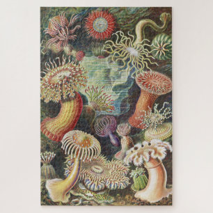 Zee Anemones, Actiniae Seeanemonen Ernst Haeckel Legpuzzel