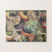 Zee Anemones, Actiniae Seeanemonen Ernst Haeckel Legpuzzel (Horizontaal)