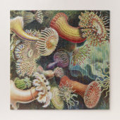 Zee Anemones, Actiniae Seeanemonen Ernst Haeckel Legpuzzel (Horizontaal)