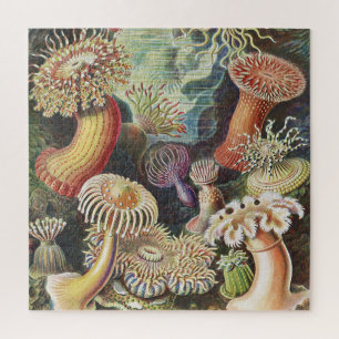 Zee Anemones, Actiniae Seeanemonen Ernst Haeckel Legpuzzel