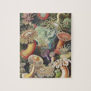 Zee Anemones, Actiniae Seeanemonen Ernst Haeckel Legpuzzel