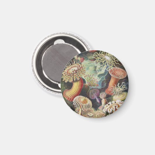 Zee Anemones, Actiniae Seeanemonen Ernst Haeckel Magneet (Voorkant / Achterkant)