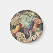 Zee Anemones, Actiniae Seeanemonen Ernst Haeckel Magneet (Voorkant)