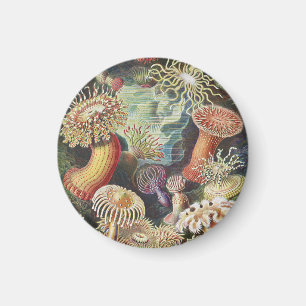 Zee Anemones, Actiniae Seeanemonen Ernst Haeckel Magneet