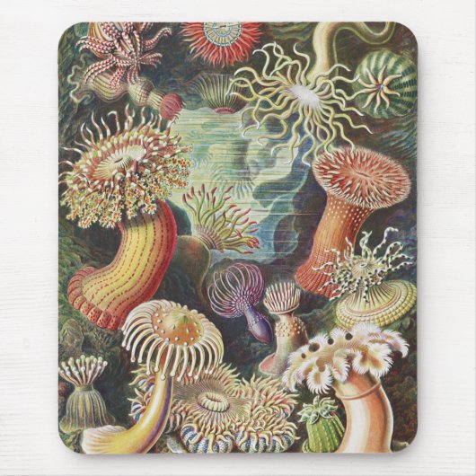 Zee Anemones, Actiniae Seeanemonen Ernst Haeckel Muismat (Voorkant)
