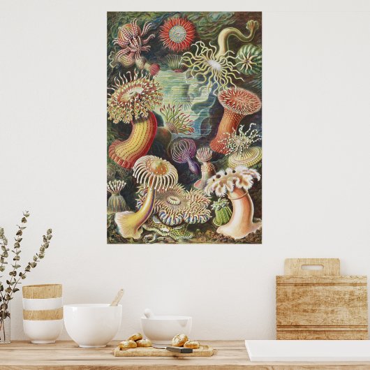 Zee Anemones, Actiniae Seeanemonen Ernst Haeckel Poster (Keuken)