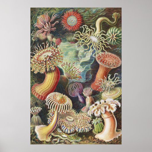 Zee Anemones, Actiniae Seeanemonen Ernst Haeckel Poster (Voorkant)