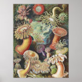 Zee Anemones, Actiniae Seeanemonen Ernst Haeckel Poster (Voorkant)