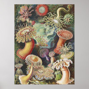 Zee Anemones, Actiniae Seeanemonen Ernst Haeckel Poster