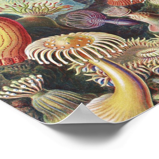 Zee Anemones, Actiniae Seeanemonen Ernst Haeckel Poster (Hoek)