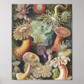 Zee Anemones, Actiniae Seeanemonen Ernst Haeckel Poster (Voorkant)