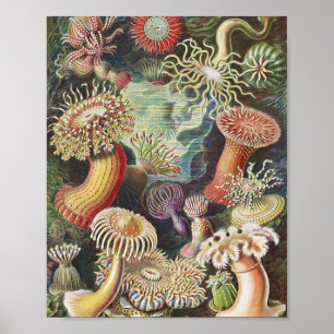 Zee Anemones, Actiniae Seeanemonen Ernst Haeckel Poster