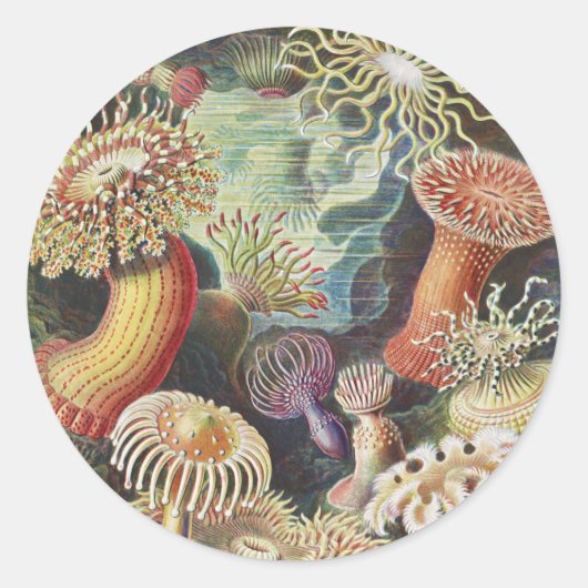 Zee Anemones, Actiniae Seeanemonen Ernst Haeckel Ronde Sticker (Voorkant)