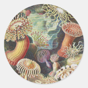 Zee Anemones, Actiniae Seeanemonen Ernst Haeckel Ronde Sticker