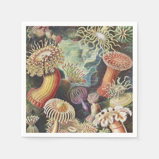 Zee Anemones, Actiniae Seeanemonen Ernst Haeckel Servet (Voorkant)