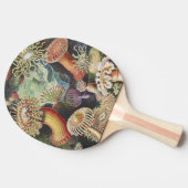 Zee Anemones, Actiniae Seeanemonen Ernst Haeckel Tafeltennisbatje (Zijkant)