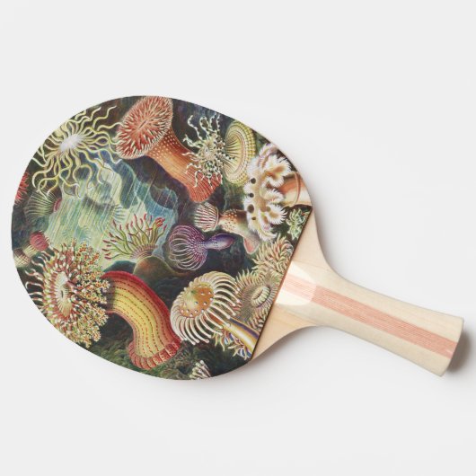 Zee Anemones, Actiniae Seeanemonen Ernst Haeckel Tafeltennisbatje (Zijkant)