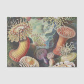Zee Anemones, Actiniae Seeanemonen Ernst Haeckel Tissuepapier (Voorkant)