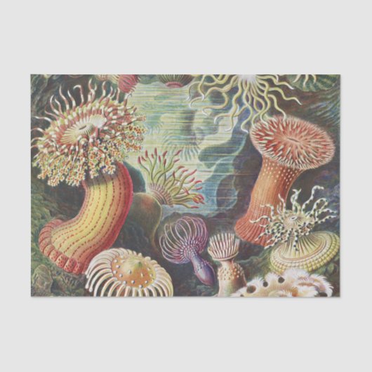 Zee Anemones, Actiniae Seeanemonen Ernst Haeckel Tissuepapier (Voorkant)
