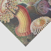 Zee Anemones, Actiniae Seeanemonen Ernst Haeckel Tissuepapier (Detail)