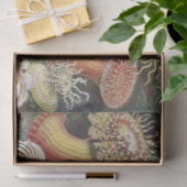 Zee Anemones, Actiniae Seeanemonen Ernst Haeckel Tissuepapier (Geschenk)