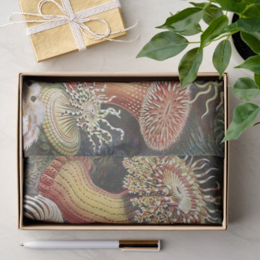 Zee Anemones, Actiniae Seeanemonen Ernst Haeckel Tissuepapier (Geschenk)