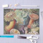 Zee Anemones, Actiniae Seeanemonen Ernst Haeckel Tissuepapier (Craft)
