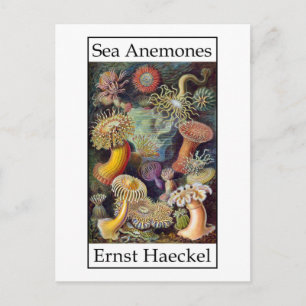 Zee Anemones door Ernst Haeckel Briefkaart