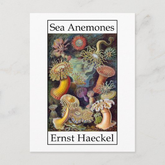 Zee Anemones door Ernst Haeckel Briefkaart (Voorkant)