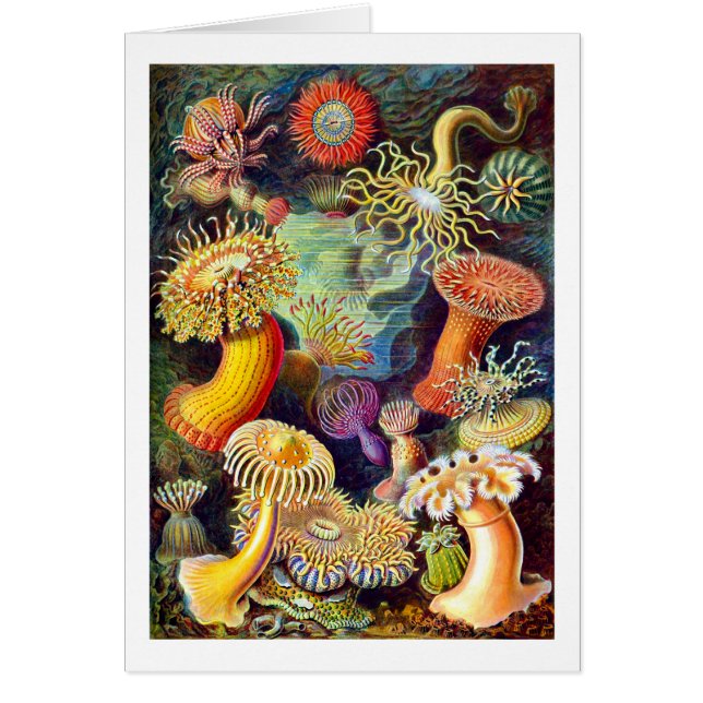 Zee Anemones Ernst Haeckel Fine Art (Voorkant)