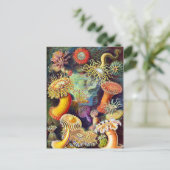 Zee Anemones Ernst Haeckel Fine Art Briefkaart (Staand voorkant)