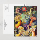 Zee Anemones Ernst Haeckel Fine Art Briefkaart (Voorkant / Achterkant)
