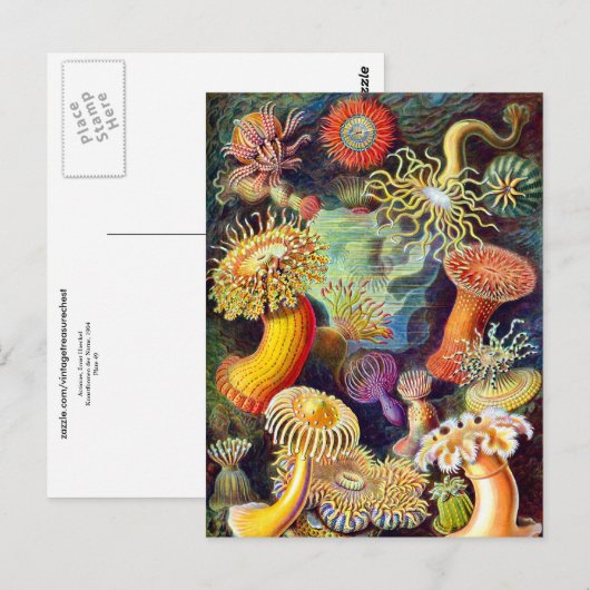 Zee Anemones Ernst Haeckel Fine Art Briefkaart (Voorkant / Achterkant)