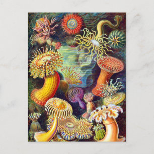 Zee Anemones Ernst Haeckel Fine Art Briefkaart