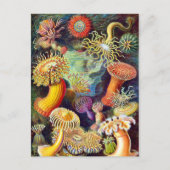 Zee Anemones Ernst Haeckel Fine Art Briefkaart (Voorkant)