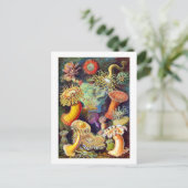 Zee Anemones Ernst Haeckel Fine Art Briefkaart (Staand voorkant)