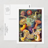 Zee Anemones Ernst Haeckel Fine Art Briefkaart (Voorkant / Achterkant)