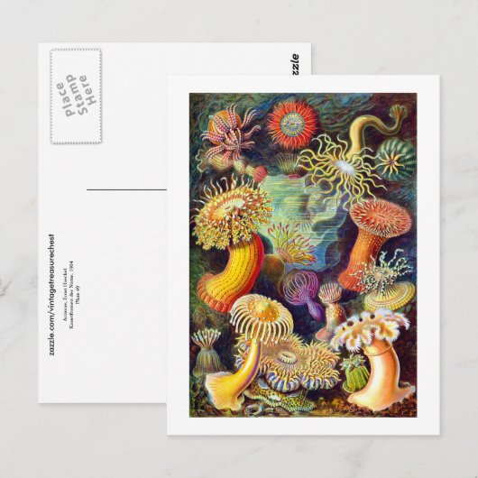 Zee Anemones Ernst Haeckel Fine Art Briefkaart (Voorkant / Achterkant)
