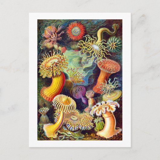 Zee Anemones Ernst Haeckel Fine Art Briefkaart (Voorkant)