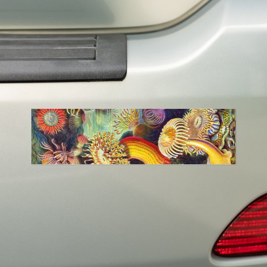 Zee Anemones Ernst Haeckel Fine Art Bumpersticker (Op auto)
