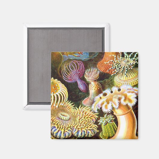 Zee Anemones Ernst Haeckel Fine Art Magneet (Voorkant / Achterkant)