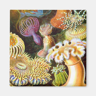 Zee Anemones Ernst Haeckel Fine Art Magneet