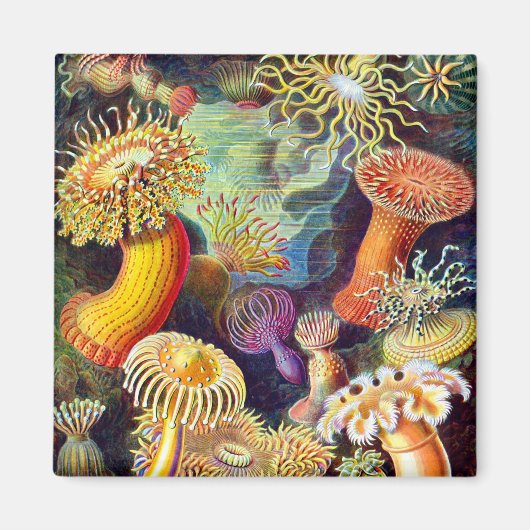 Zee Anemones Ernst Haeckel Fine Art Magneet (Voorkant)