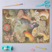 Zee Anemones Ernst Haeckel - Weefselpapier Tissuepapier (Craft)